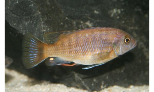 Petrotilapia small blue Nkhata Bay